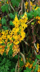 Tropaeolum seemannii