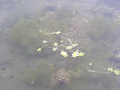 Ranunculus aquatilis