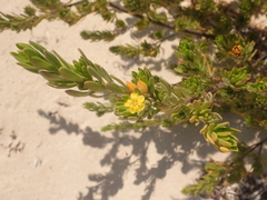 Suriana maritima