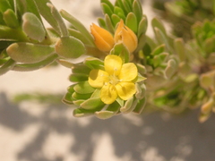Suriana maritima