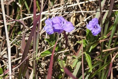 Ruellia lactea