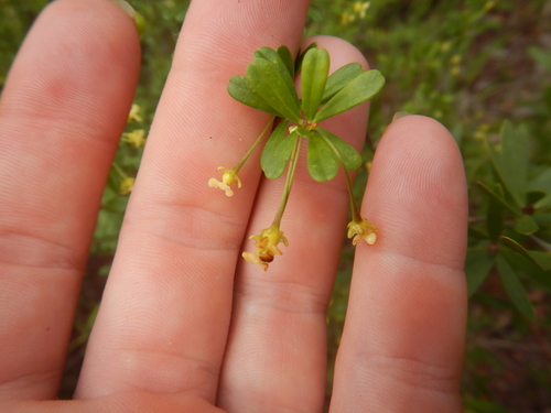 Neoroepera banksii observed 2022-04-01