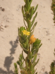 Suriana maritima