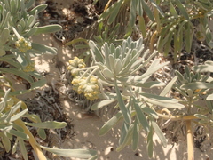 Tournefortia gnaphalodes