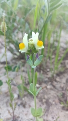 Linaria triphylla