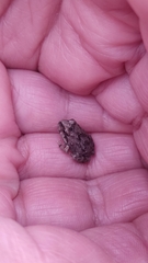 Pleurodema cinereum