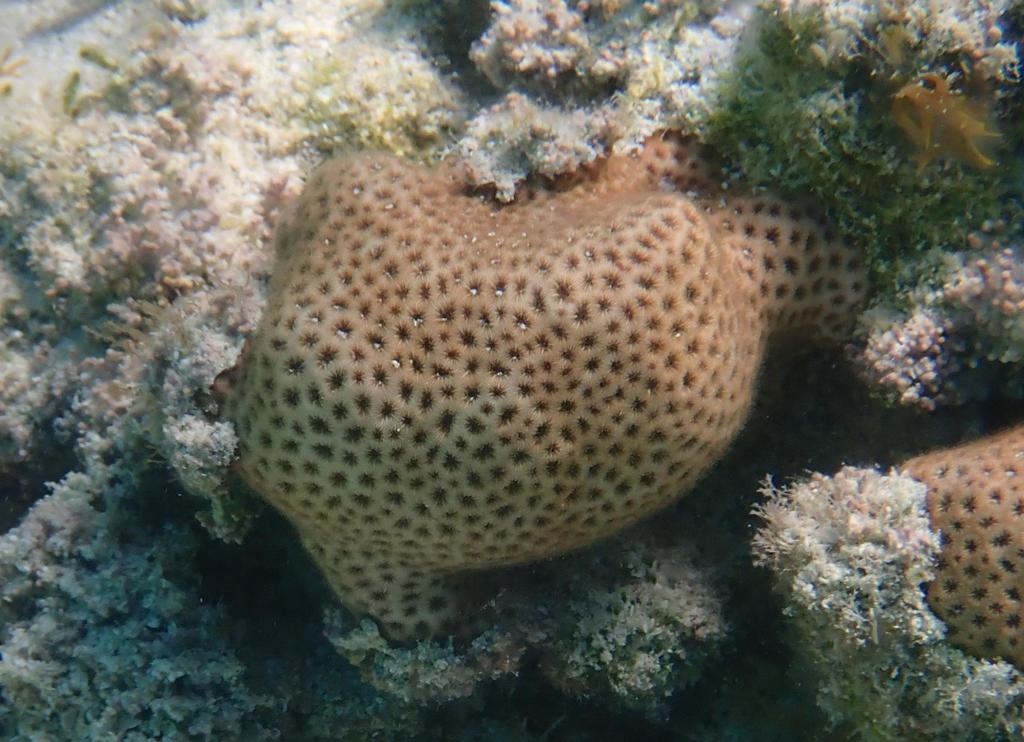 Lesser Starlet Coral
