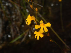 Utricularia chrysantha