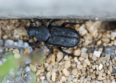 Clinterocera scabrosa