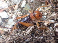 Hemiandrus fiordensis
