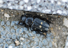 Clinterocera scabrosa