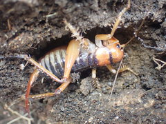 Hemiandrus fiordensis