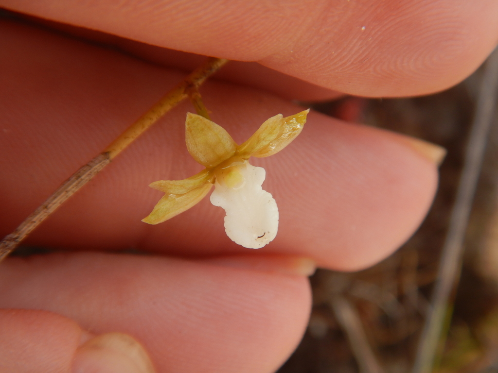 Dendrobium lobbii Teijsm. & Binn.