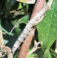 Ophiusa tirhaca