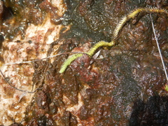 Brownseya serpentina