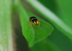Heliophanus ussuricus