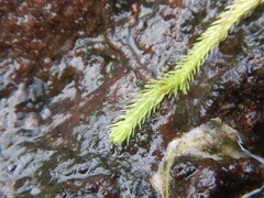 Brownseya serpentina