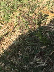 Lepidium