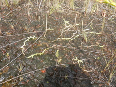 Brownseya serpentina