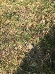 Lepidium