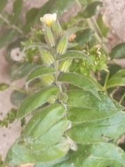 Boraginaceae