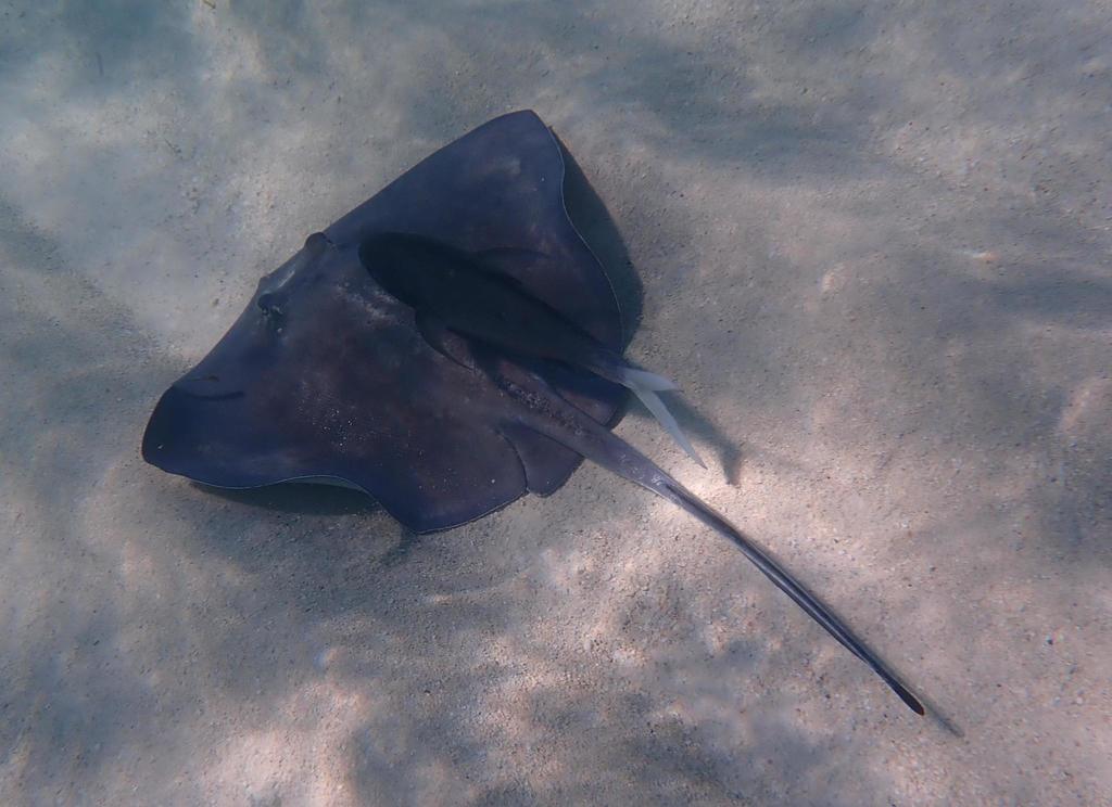 Southern stingray swimming over sand in the Turks and Caicos