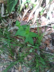 Spigelia marilandica