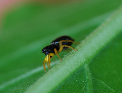 Heliophanus ussuricus