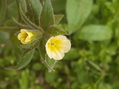 Boraginaceae