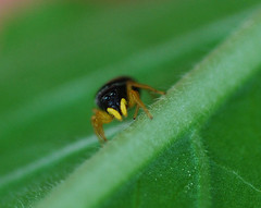 Heliophanus ussuricus