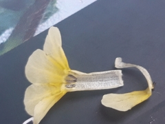Boraginaceae