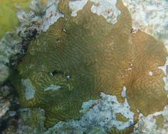 Pseudodiploria clivosa