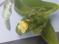 Boraginaceae