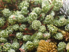 Kelleria croizatii