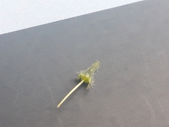 Boraginaceae