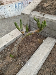 Austrocylindropuntia
