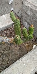 Austrocylindropuntia