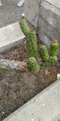 Austrocylindropuntia