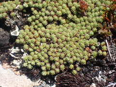 Kelleria croizatii