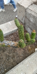 Austrocylindropuntia
