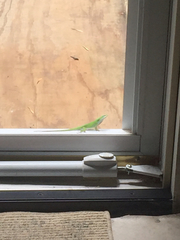 Anolis carolinensis
