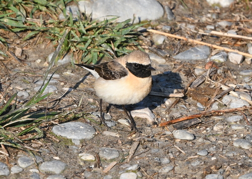 Collalba rubia oriental (Oenanthe melanoleuca)