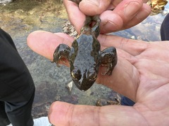 Rana huanrensis