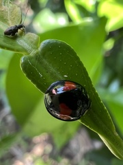 Coelophora biplagiata