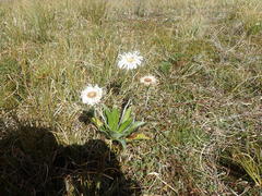 Celmisia holosericea