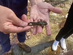Rana huanrensis
