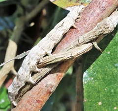 Ophiusa tirhaca
