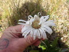 Celmisia holosericea
