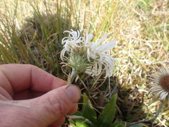 Celmisia holosericea