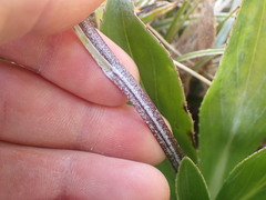Celmisia holosericea